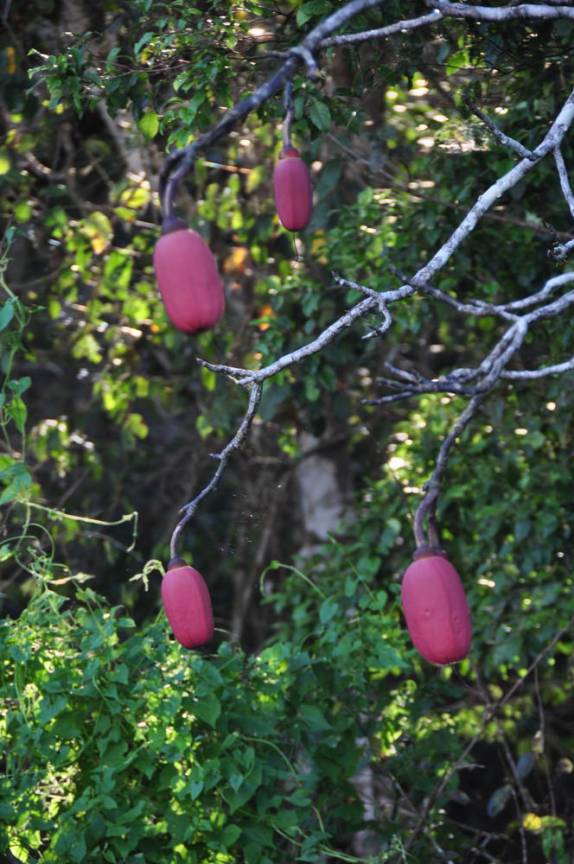 Fruta muito comum nessa época do ano na Reserva do Mamirauá, na região de Tefé, no Amazonas